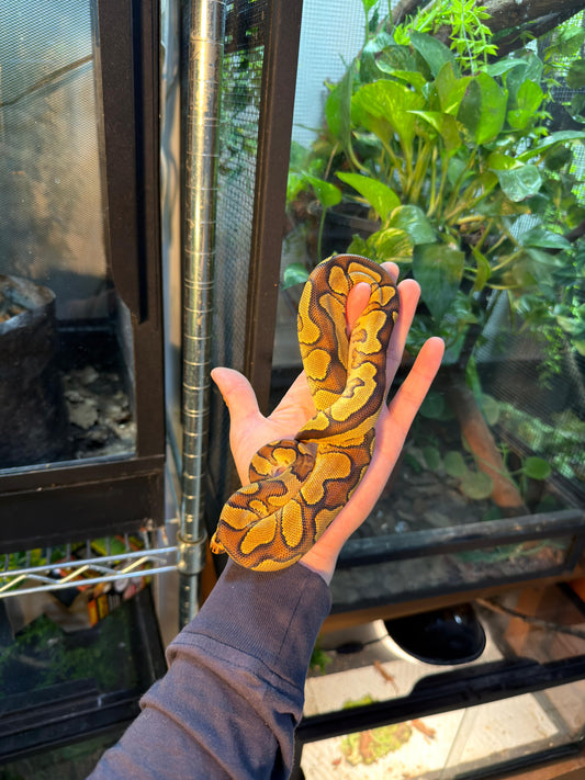 PITÓN BOLA CLOWN ENCHI YB MACHO