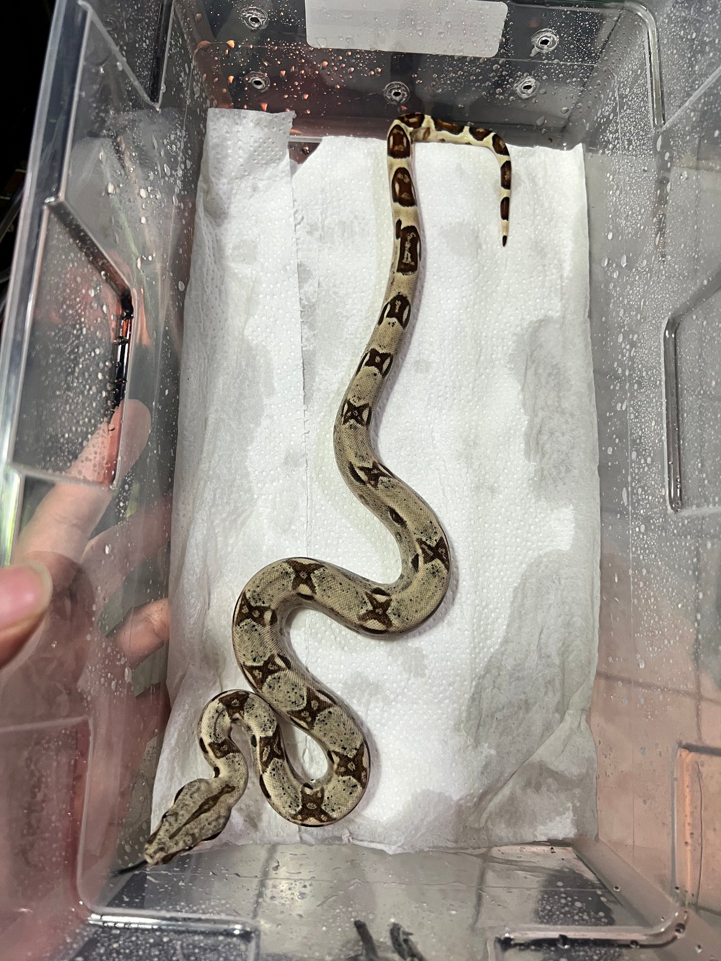 BOA COLOMBIANA HYPO POSS ANERY MACHO 17/49