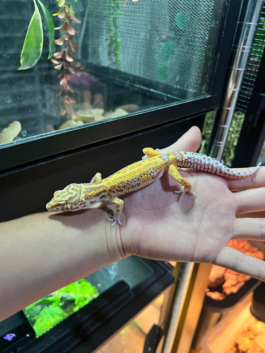 BEL ALBINO HEMBRA 36