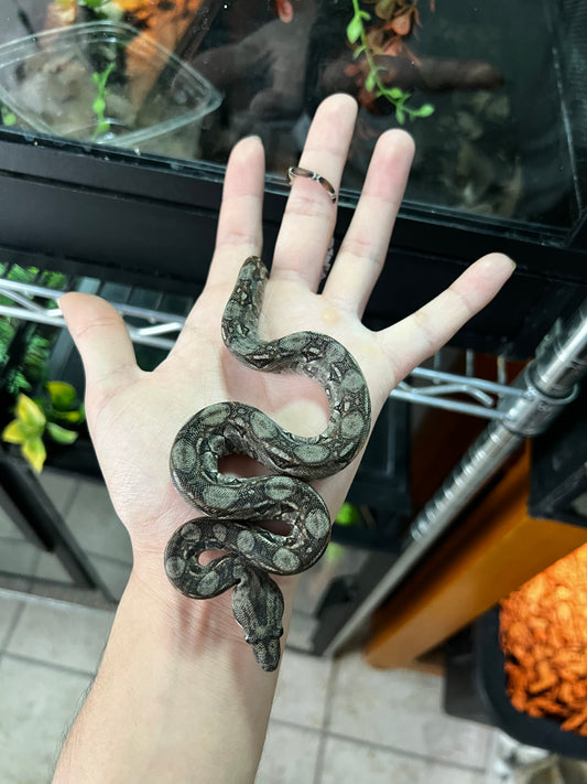 LOCALIDAD OAXACA HEMBRA 70