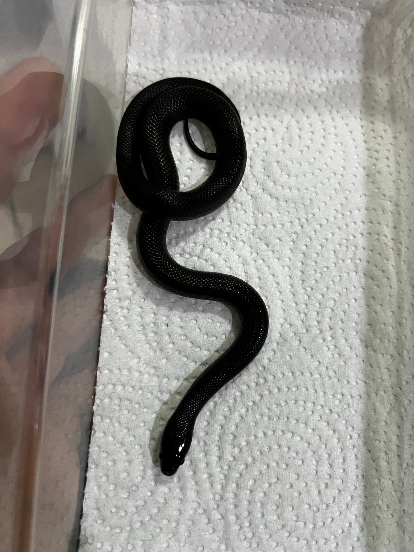 REY NEGRA MEXICANA MACHO 78