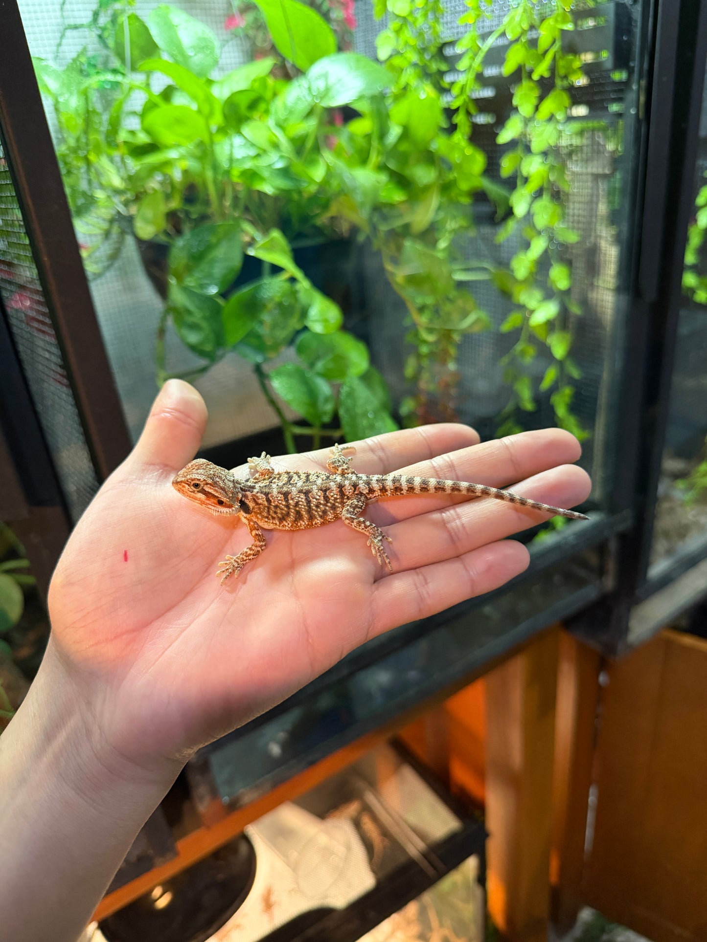 DRAGÓN BARBUDO HYPO 5 (PUNTA DE COLA MORDIDA, LE VOLVERÁ A CRECER)