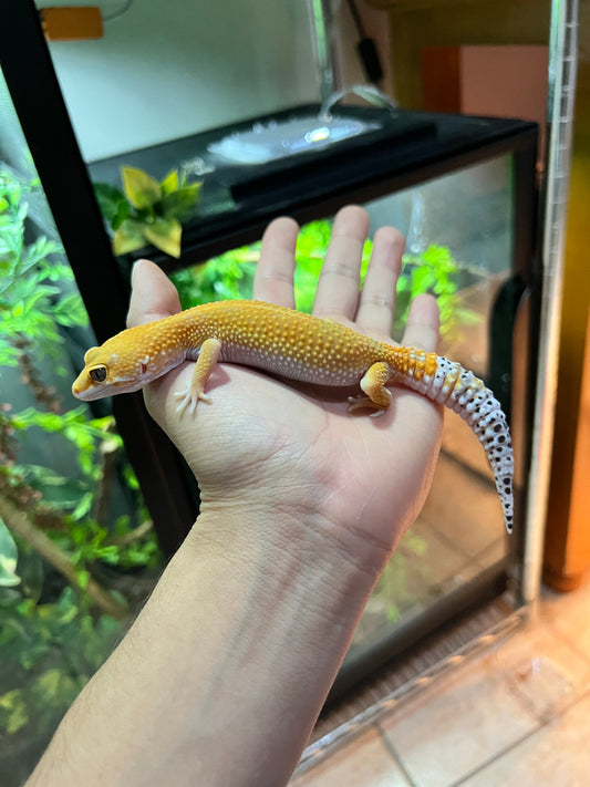 SÚPER HYPO TANGERINE HEMBRA 16