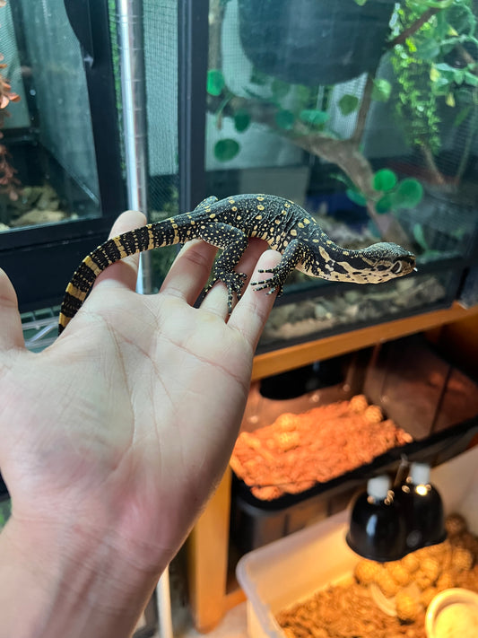 VARANO SALVATOR. CBB.