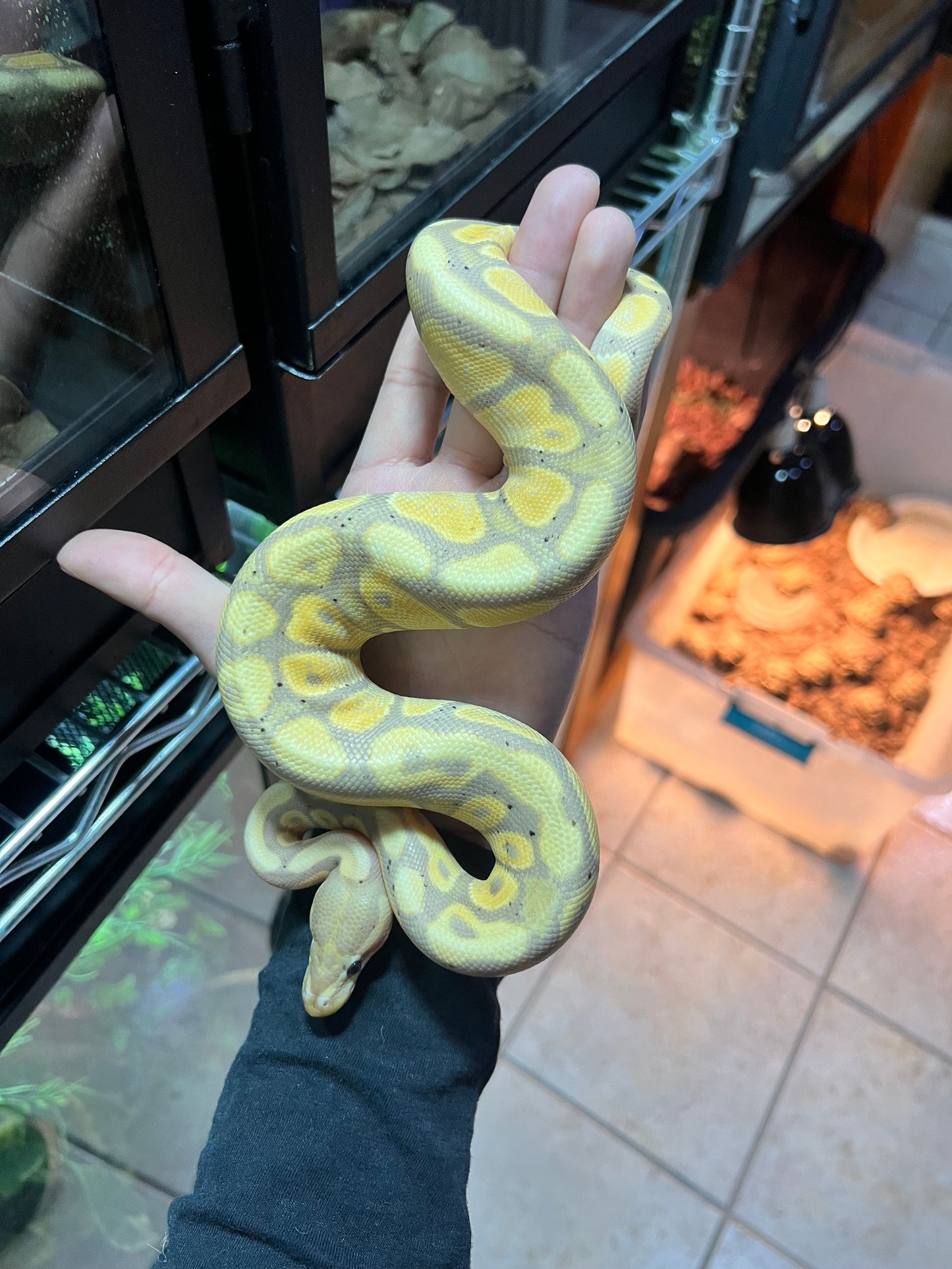 PITÓN BOLA BANANA 13