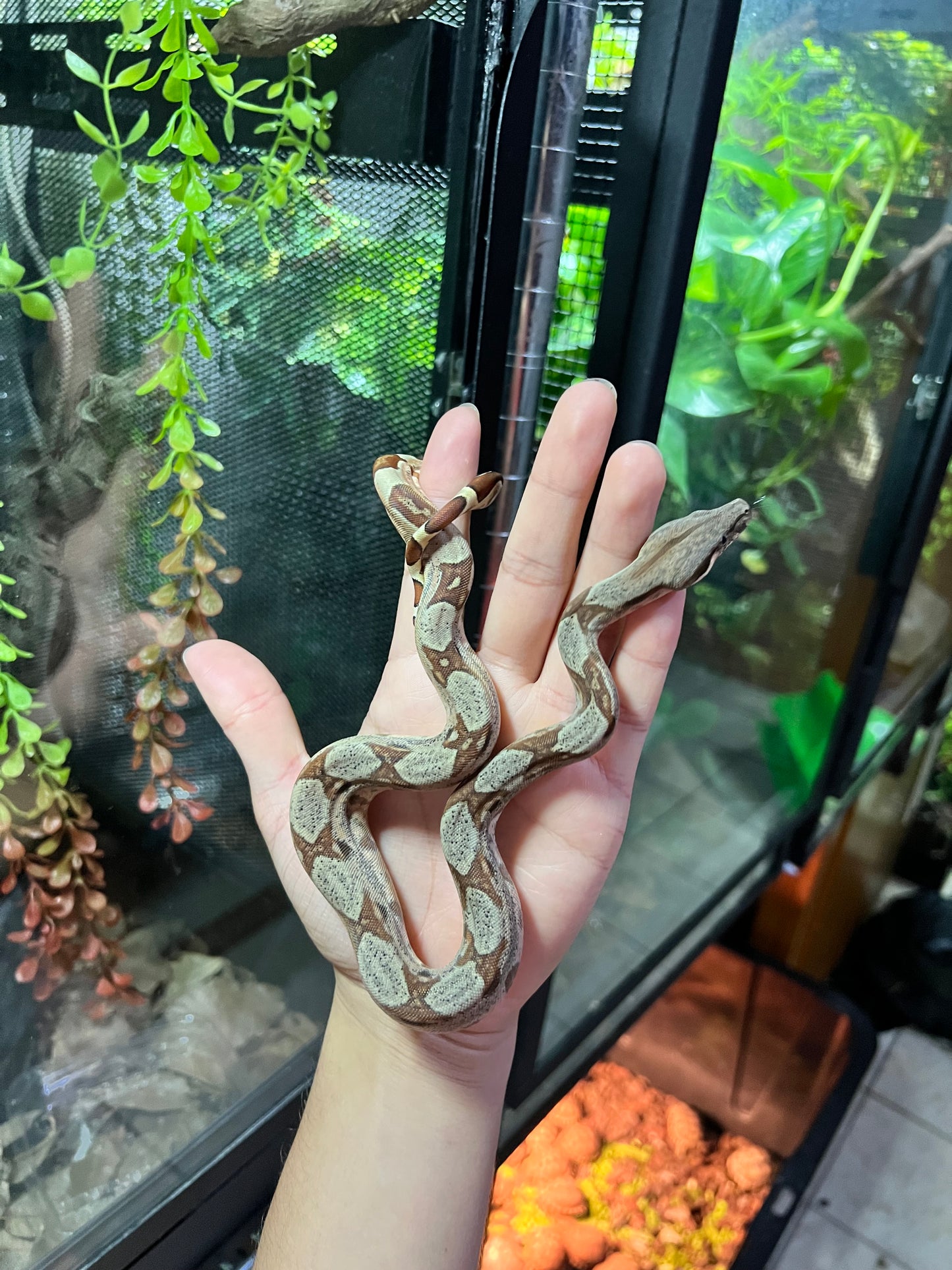 BOA COLOMBIANA HYPO 50% HET KHAL ANERY HEMBRA 16/49