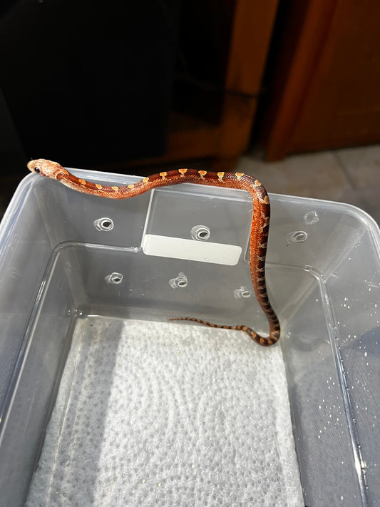 SERPIENTE MAICERA BLOODRED MACHO 3