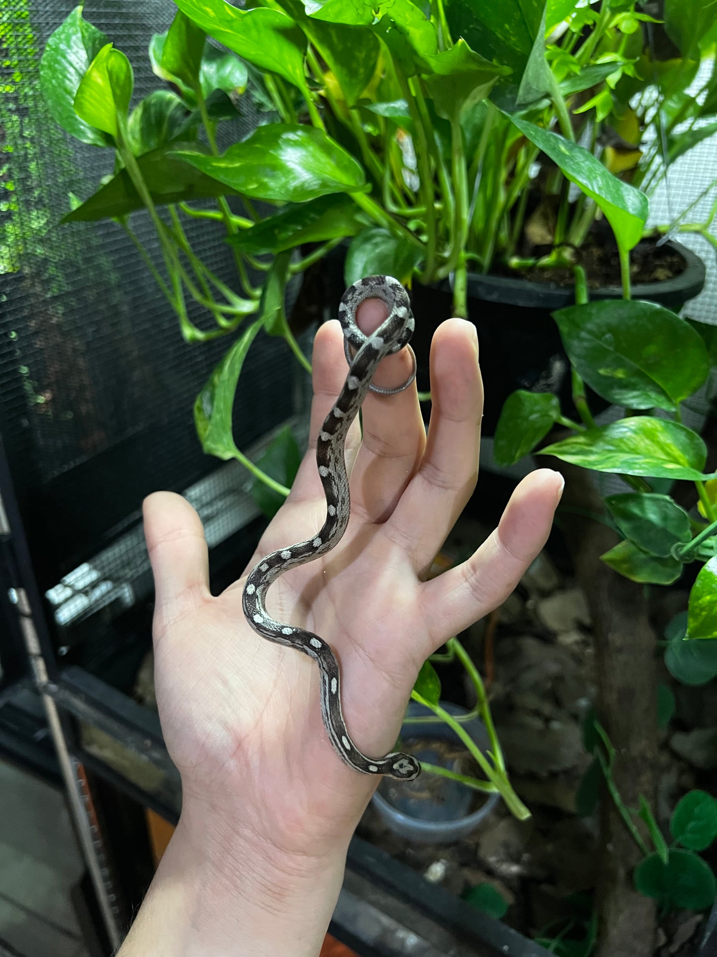 SERPIENTE MAICERA MOTLEY ANERY HEMBRA 12