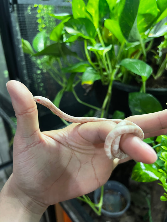 SERPIENTE MAICERA SNOW HEMBRA 46