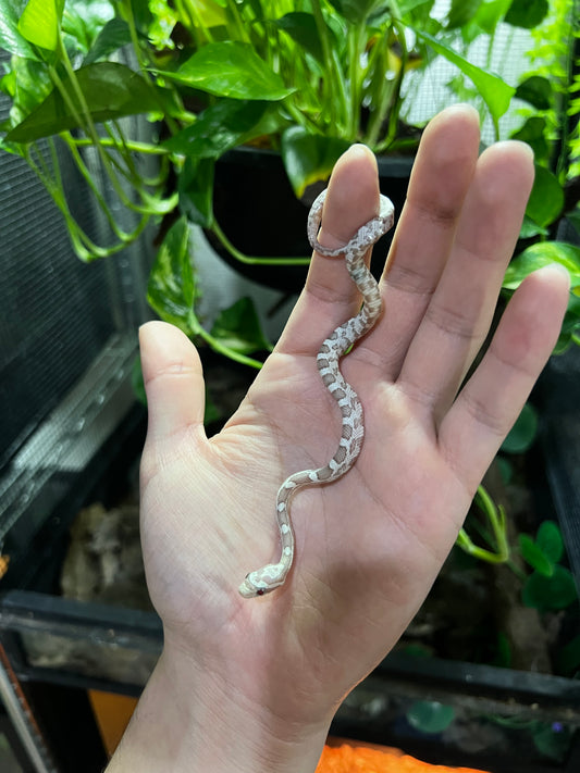 SERPIENTE MAICERA GHOST MACHO 6