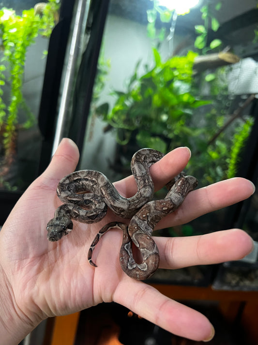 LOCALIDAD OAXACA HEMBRA 72