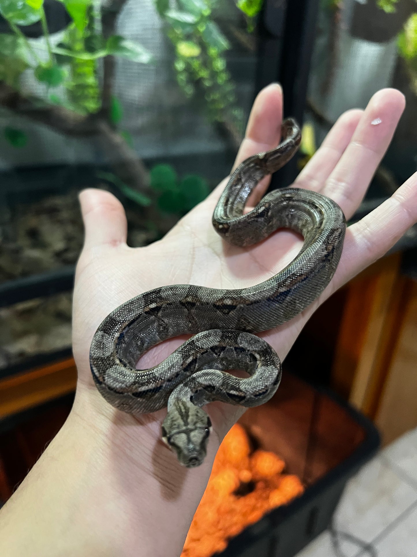 BOA MEXICANA MACHO 12