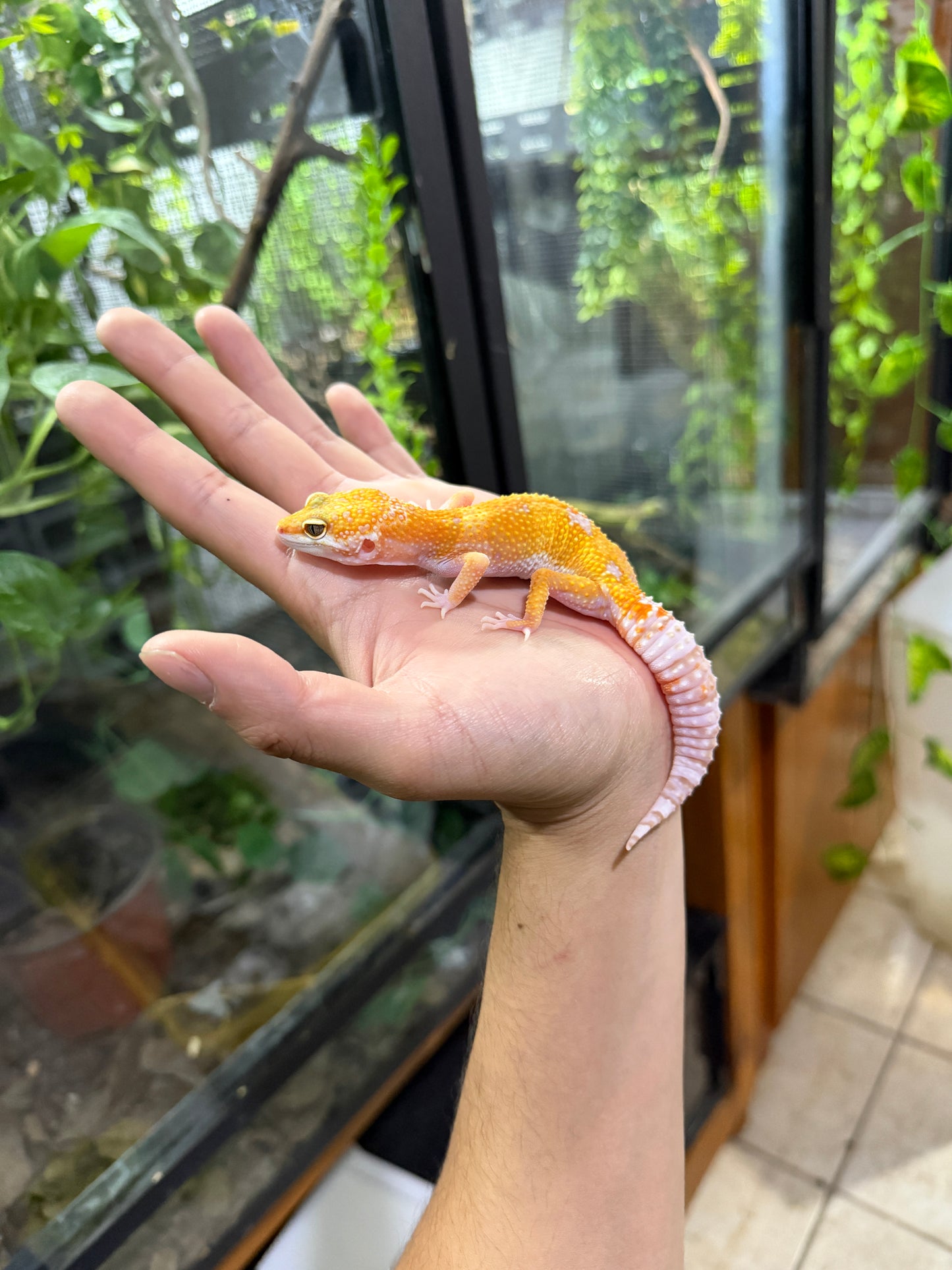 Gecko leopardo RAINWATER het MP PH ECLIPSE 24