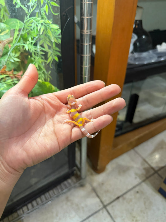 GECKO LEOPARDO ALBINO TANGERINE HET ECLIPSE