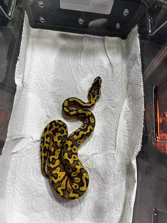 SÚPER PASTEL HET CLOWN 35