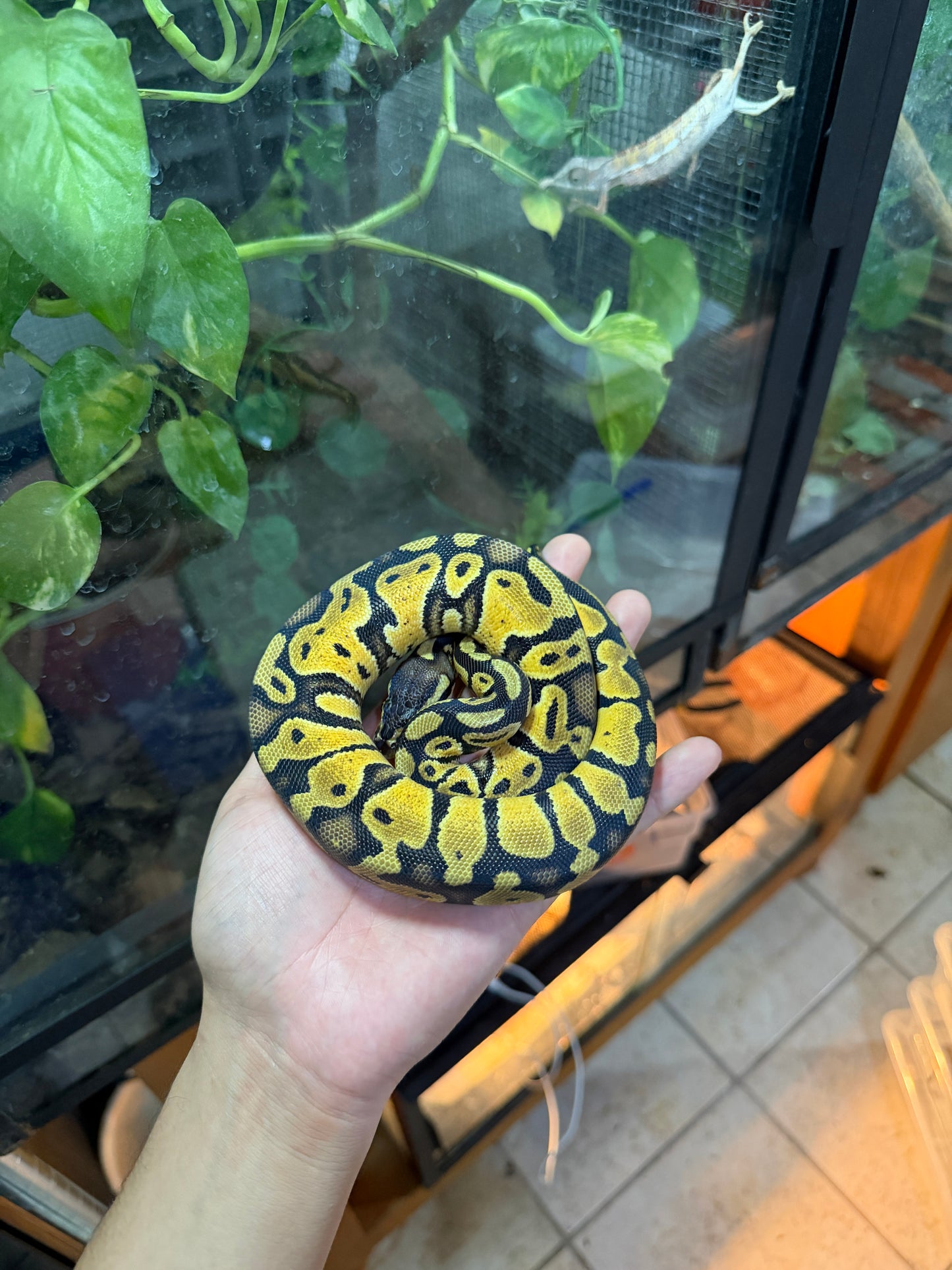 PITÓN BOLA PASTEL HET AXANTHIC HEMBRA 6