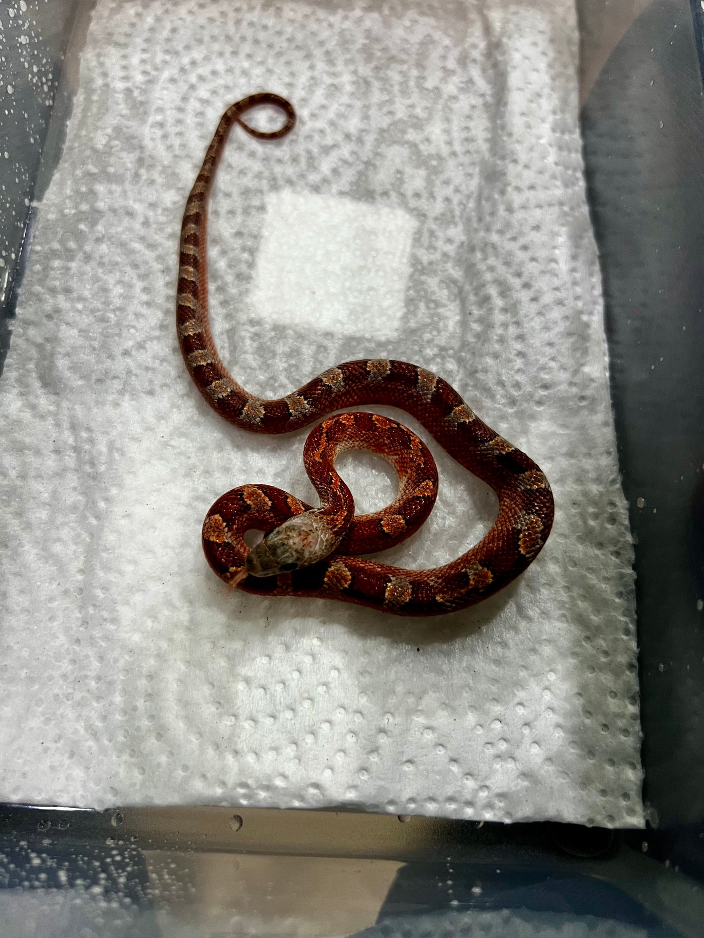 SERPIENTE MAICERA BLOOD RED PIED SIDE MACHO 14