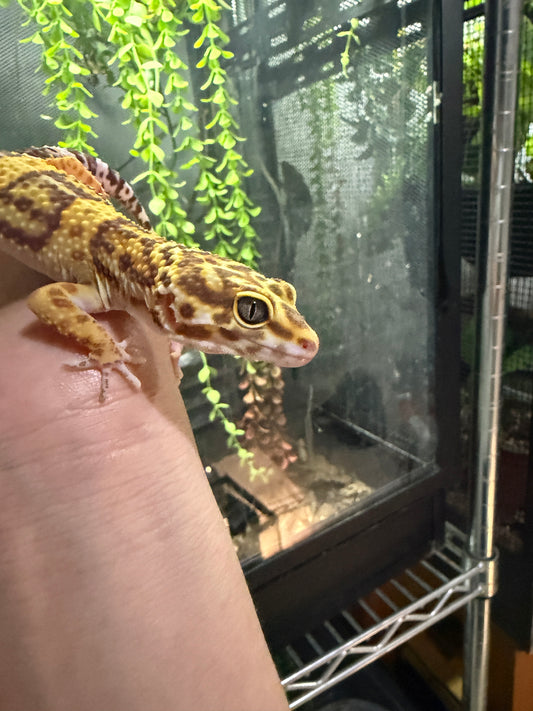 GECKO LEOPARDO TREMPER ALBINO HEMBRA 6237