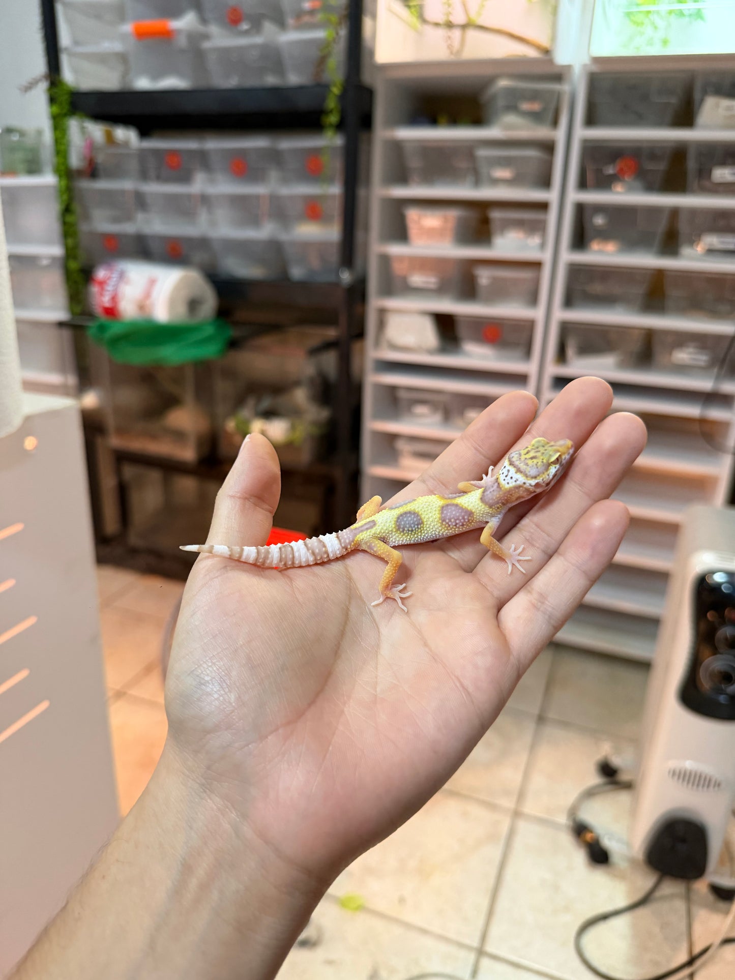 GECKO LEOPARDO MACK SNOW BELL HEMBRA 080