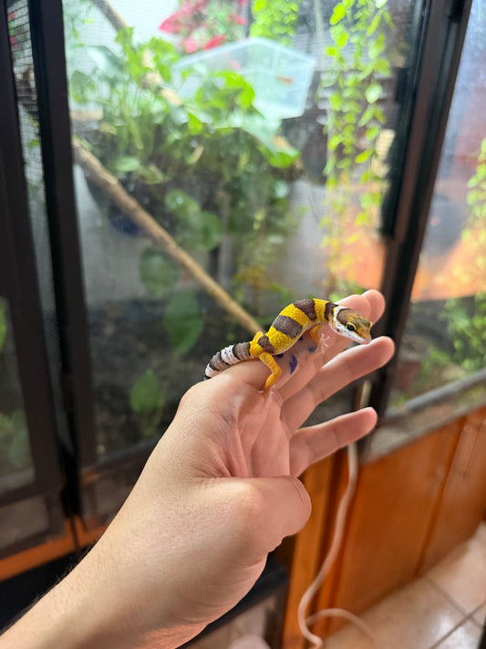 GECKO LEOPARDO HIGH YELLOW HET ECLIPSE HET TREMPER 60