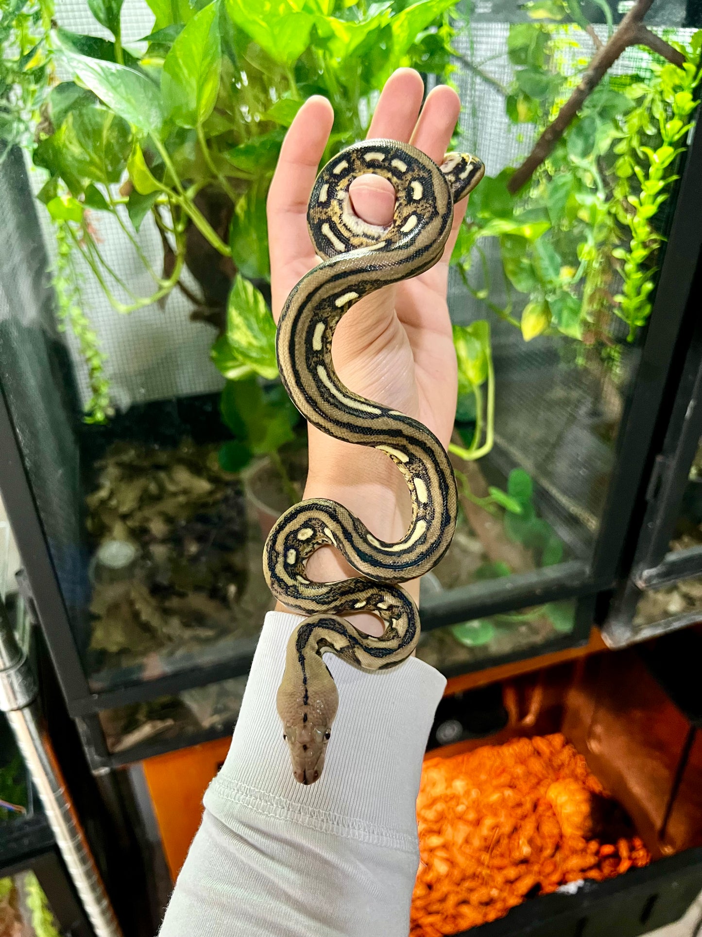 PITON RETICULADA TIGER 100% HET PIED HEMBRA 50cm aprox. 04-07
