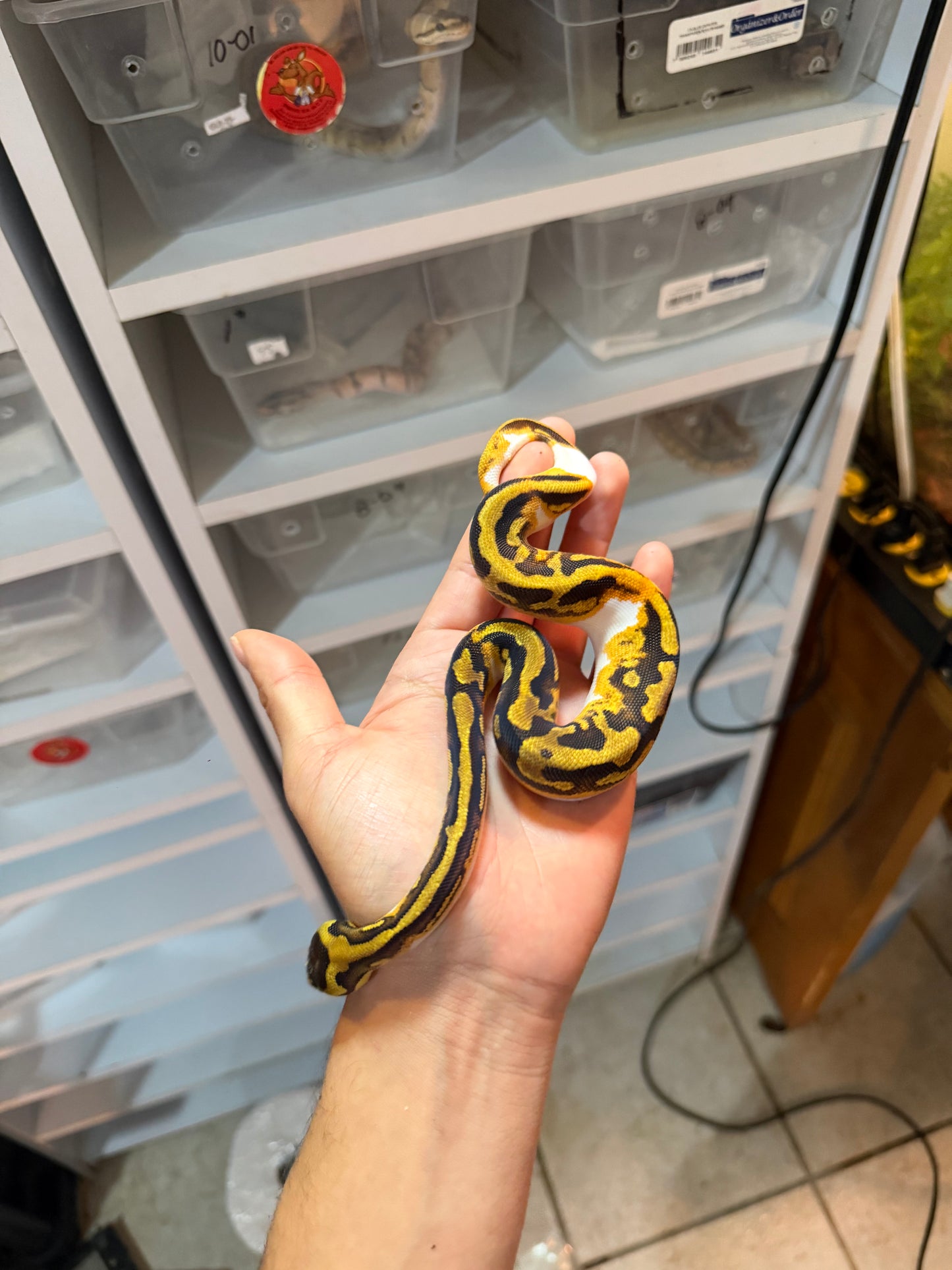 PITÓN BOLA ENCHI YELLOW BELLY PIED MACHO 12-01