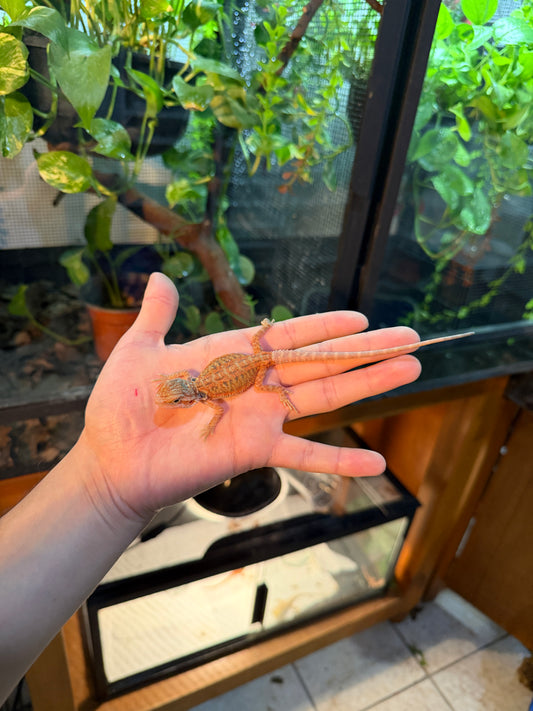 DRAGÓN BARBUDO HYPO LEATHERBACK BLUE BARS 11