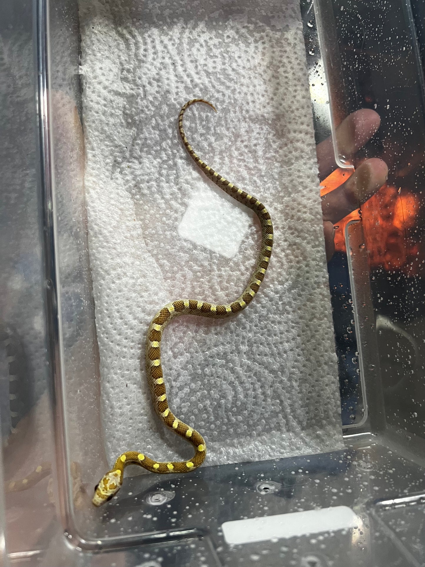 SERPIENTE MAICERA BUTTER MACHO 35