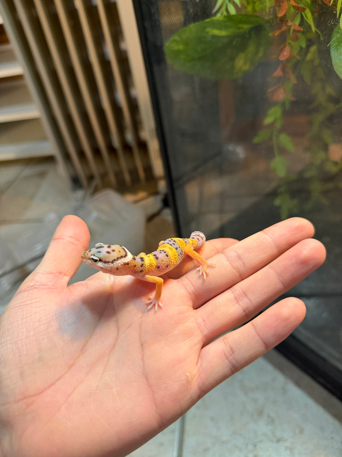 GECKO LEOPARDO HIGH YELLOW POSS HET TYPHOON INCUBADO PARA 50/50 232
