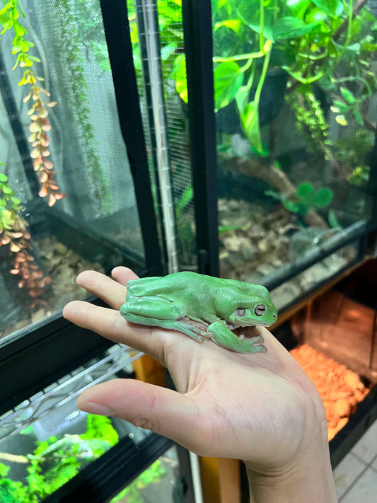 RANA WHITE AUSTRALIANA SÚPER GRANDE