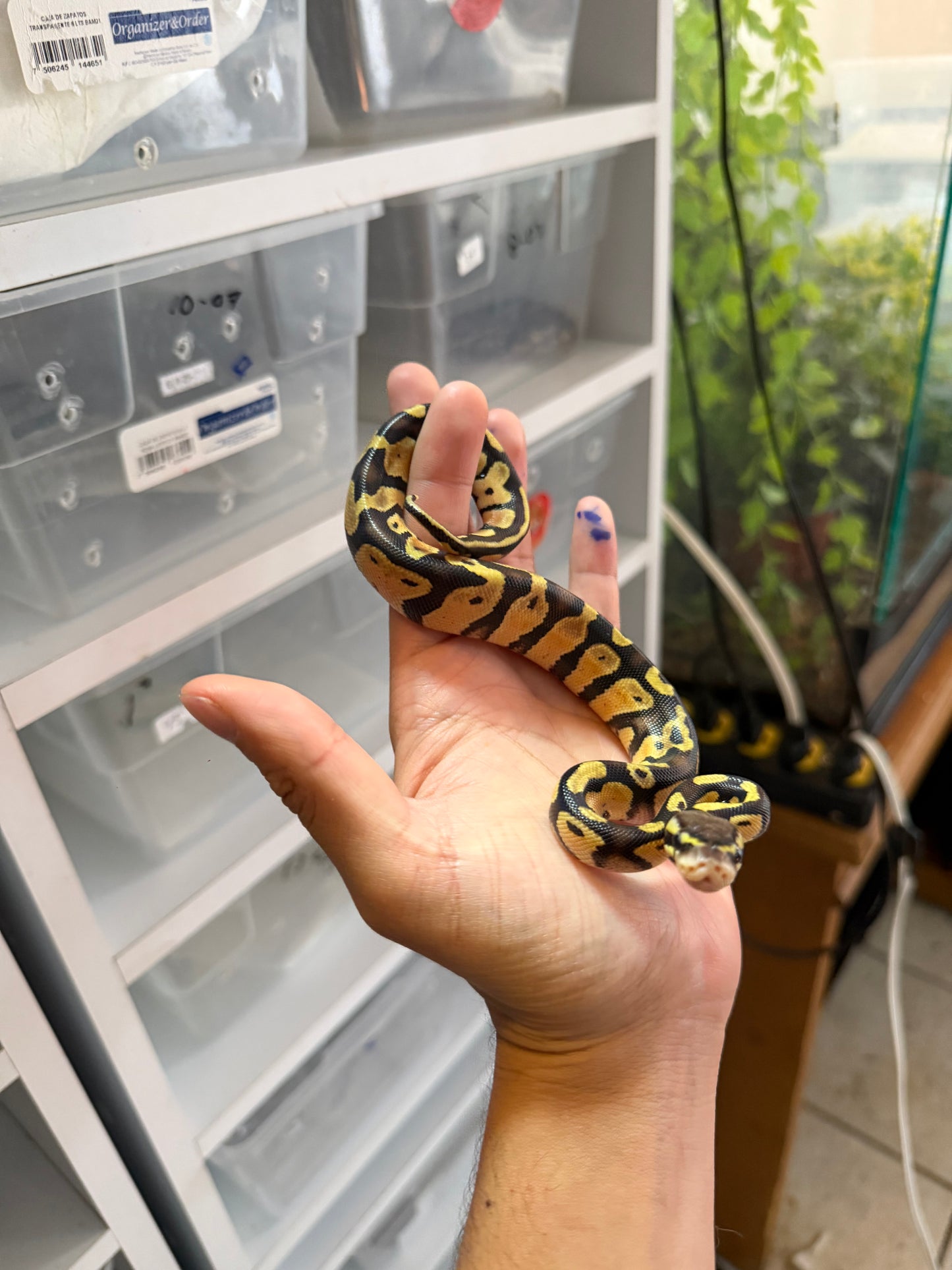 PITÓN BOLA PASTEL HET PIED MACHO 8