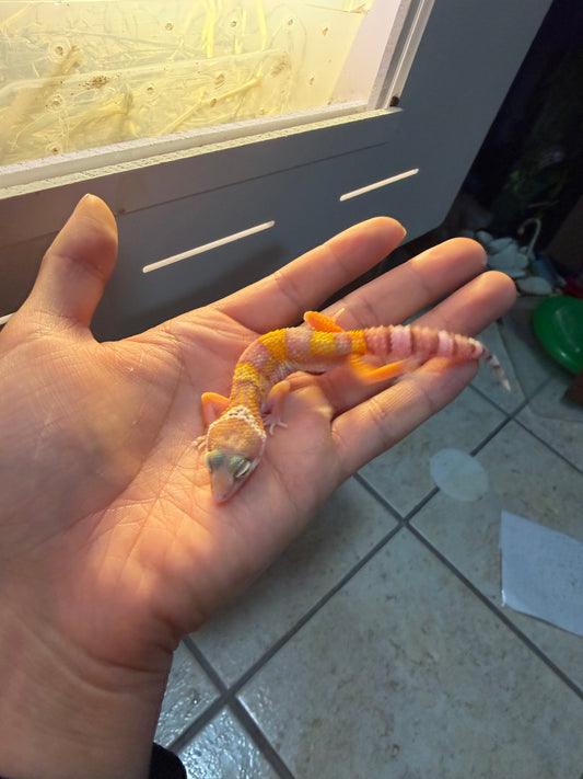 GECKO LEOPARDO RAINWATER HET MP PH RAINWATER INCUBADO PARA HEMBRA 159