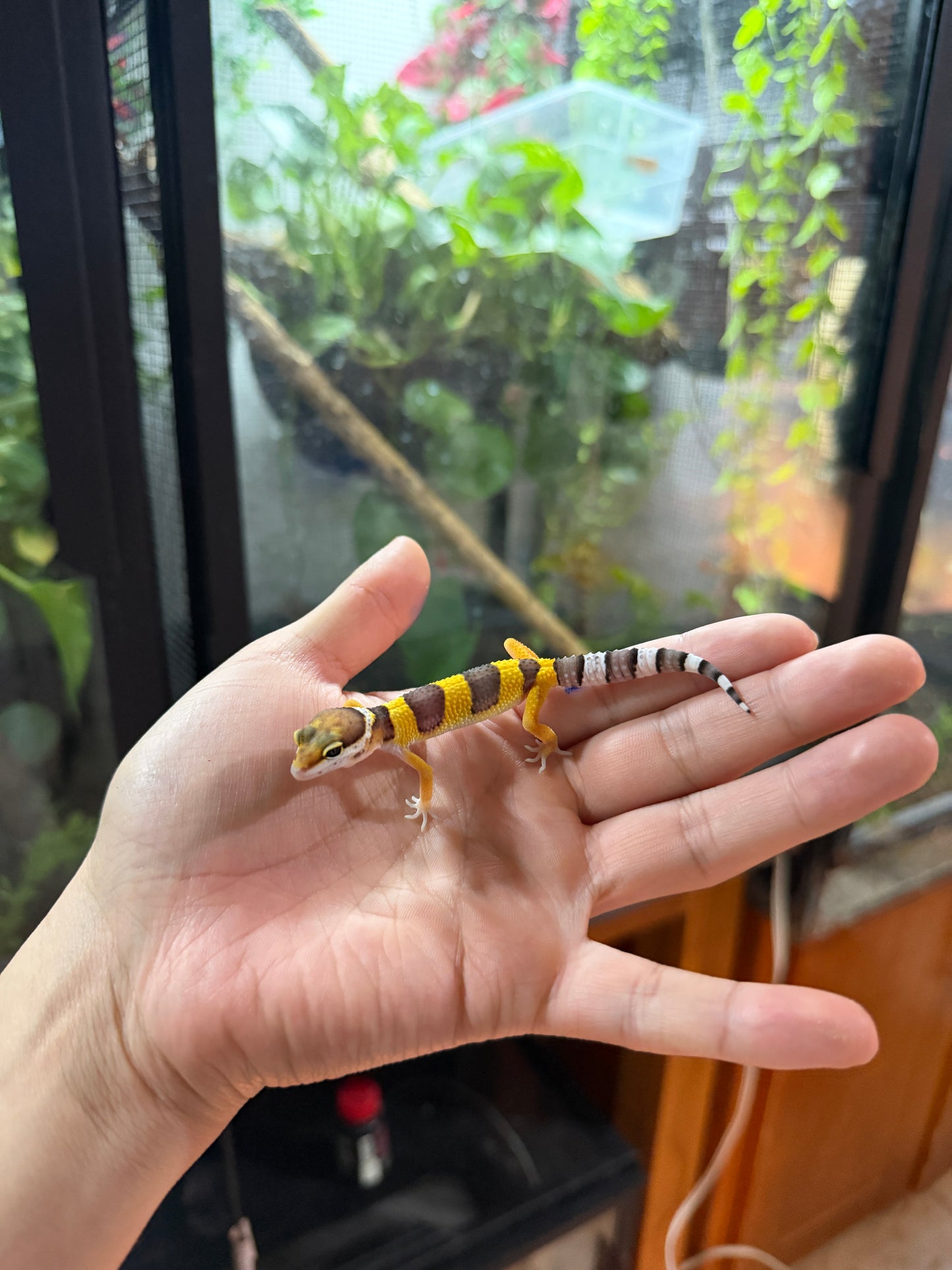 GECKO LEOPARDO HIGH YELLOW HET ECLIPSE HET TREMPER 60