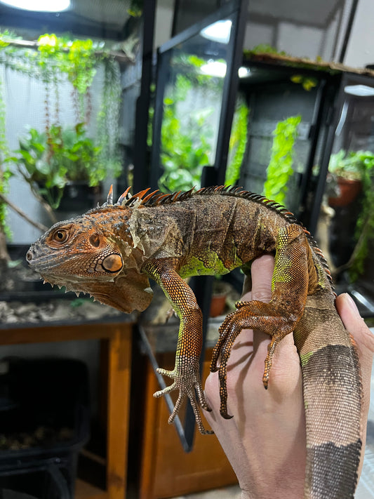IGUANA ROJA JUVENIL 2024