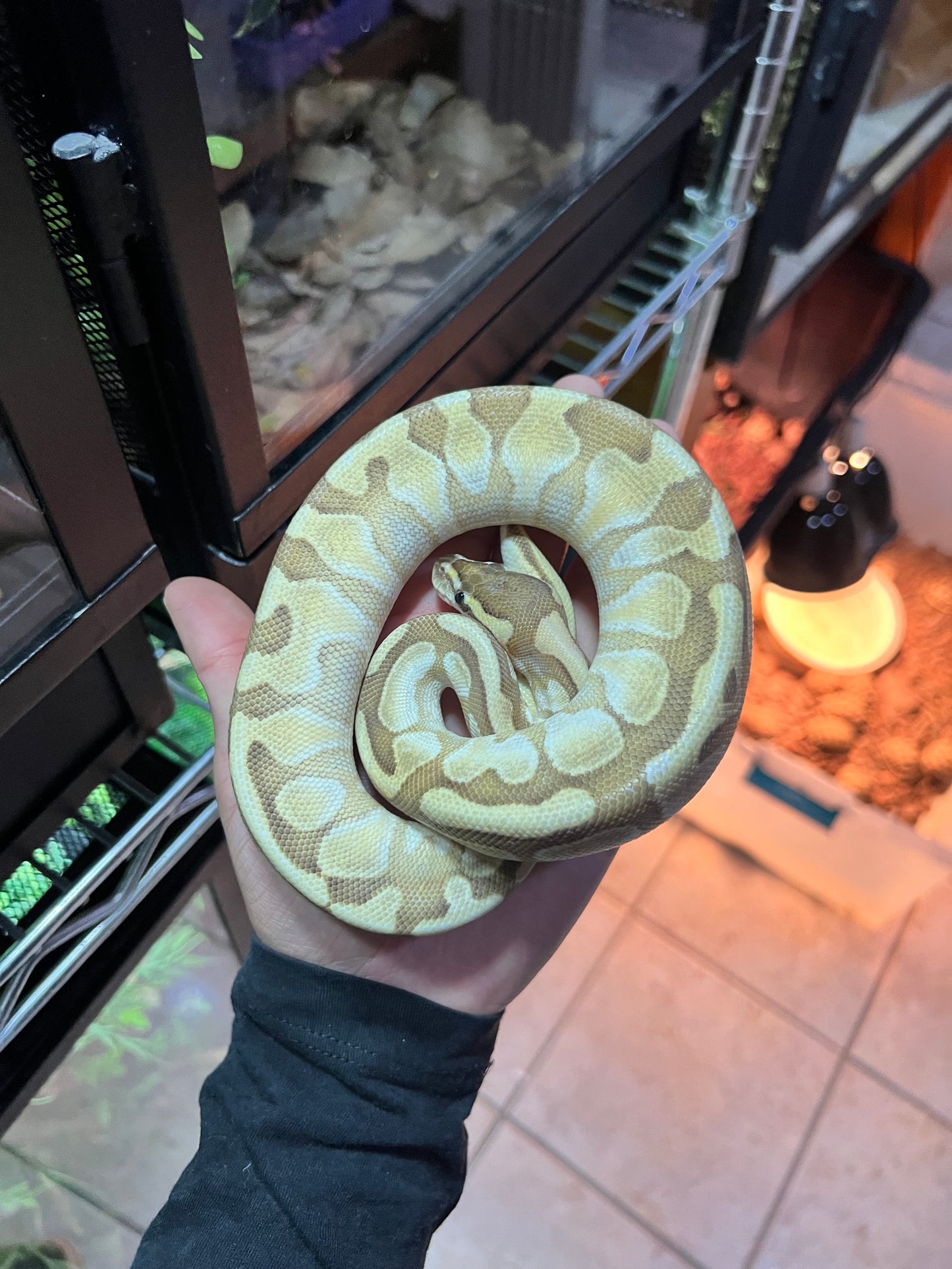 LESSER ENCHI