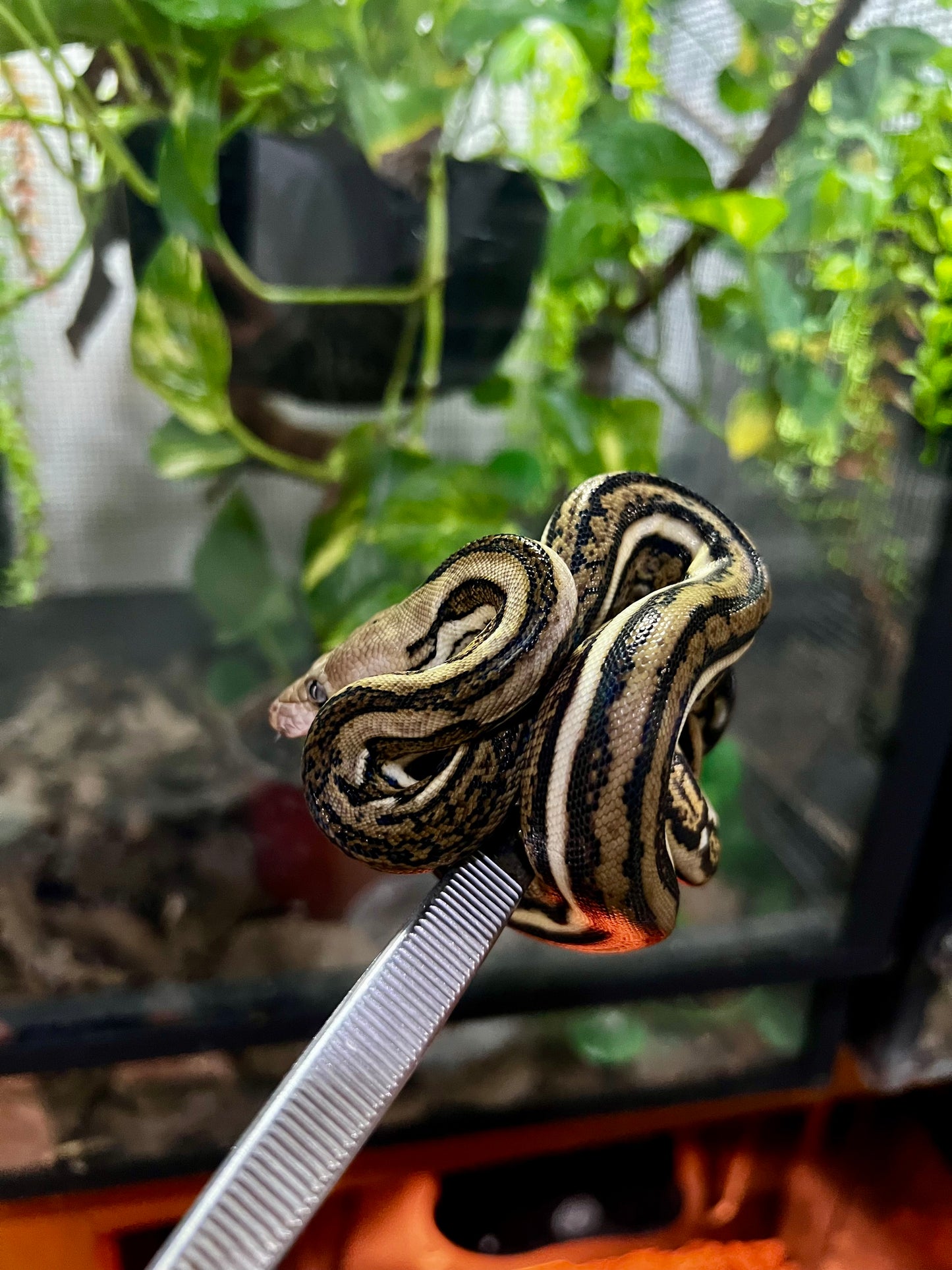 PITON RETICULADA TIGER 100% HET PIED MACHO 50cm aprox. 04-02