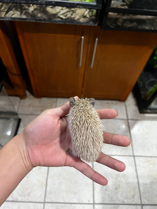 ERIZO PIGMEO AFRICANO 3