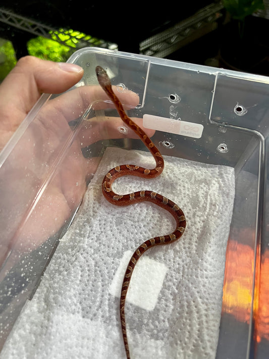 SERPIENTE MAICERA BLOOD RED PIED SIDE MACHO 14