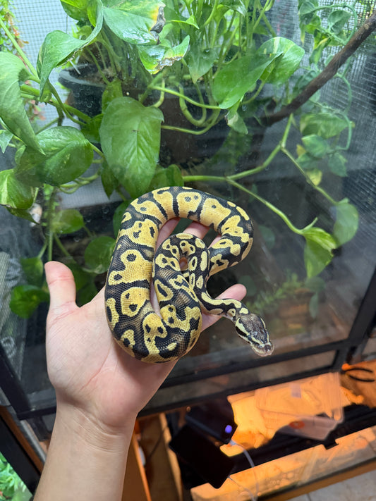 PITÓN BOLA PASTEL 66% HET PIED MACHO 10