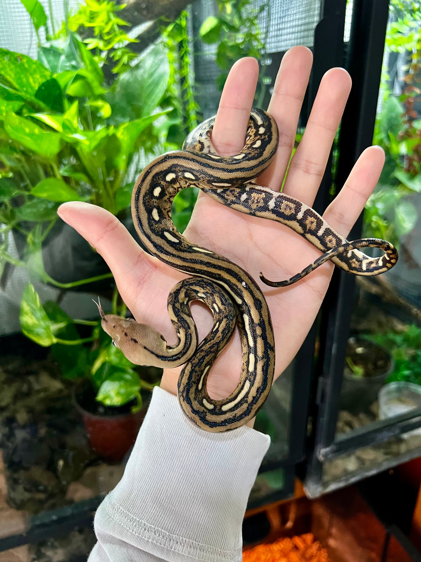 PITON RETICULADA TIGER 100% HET PIED MACHO 50cm aprox. 04-01