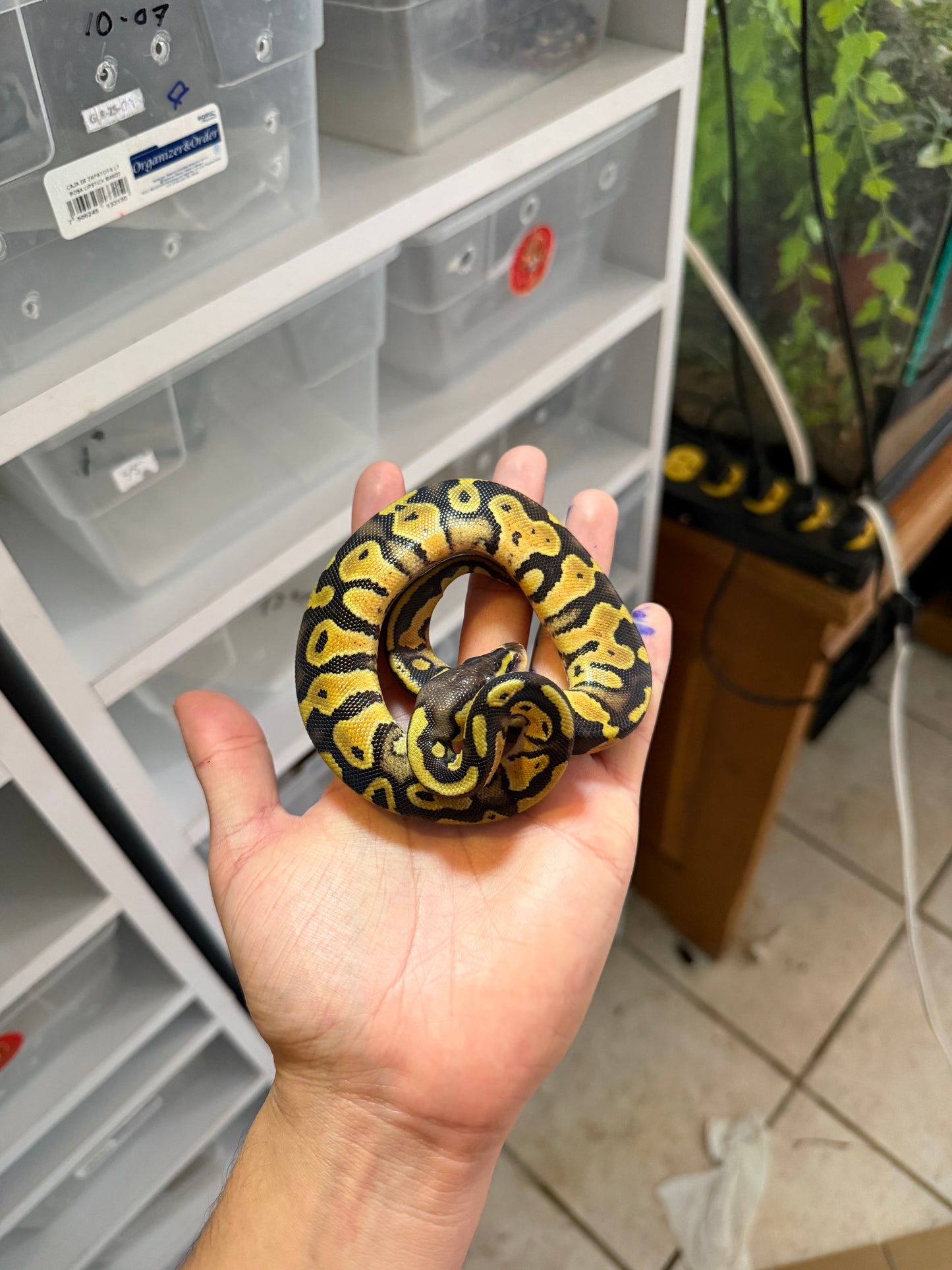 PITÓN BOLA PASTEL HET PIED HEMBRA 5