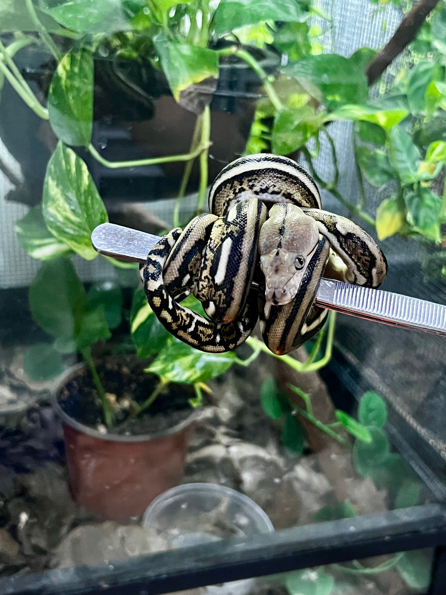 PITON RETICULADA TIGER 100% HET PIED MACHO 50cm aprox. 04-02