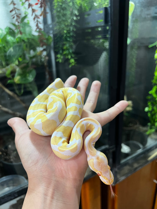 ALBINO YB HEMBRA 81
