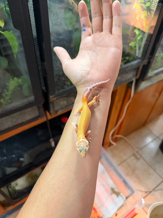 GECKO LEOPARDO APTOR 61