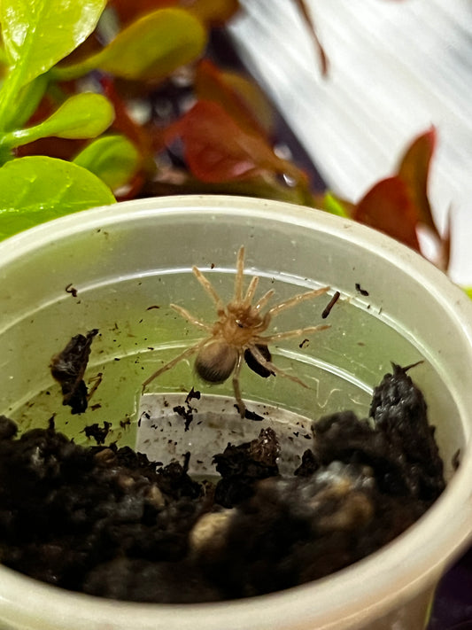 Ling de tarántula mexicana dorada (brachypelma albiceps) anexo última foto de un ejemplar adulto
