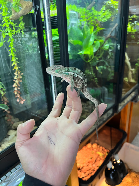 CAMALEÓN PANTERA MACHO RBBB JUVENIL