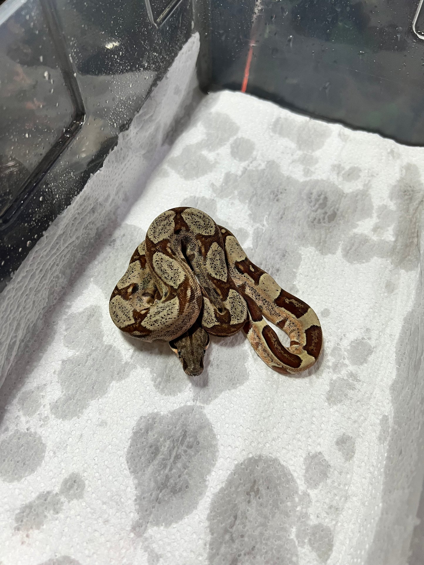 BOA COLOMBIANA HYPO 50% HET KHAL ANERY HEMBRA 16/49