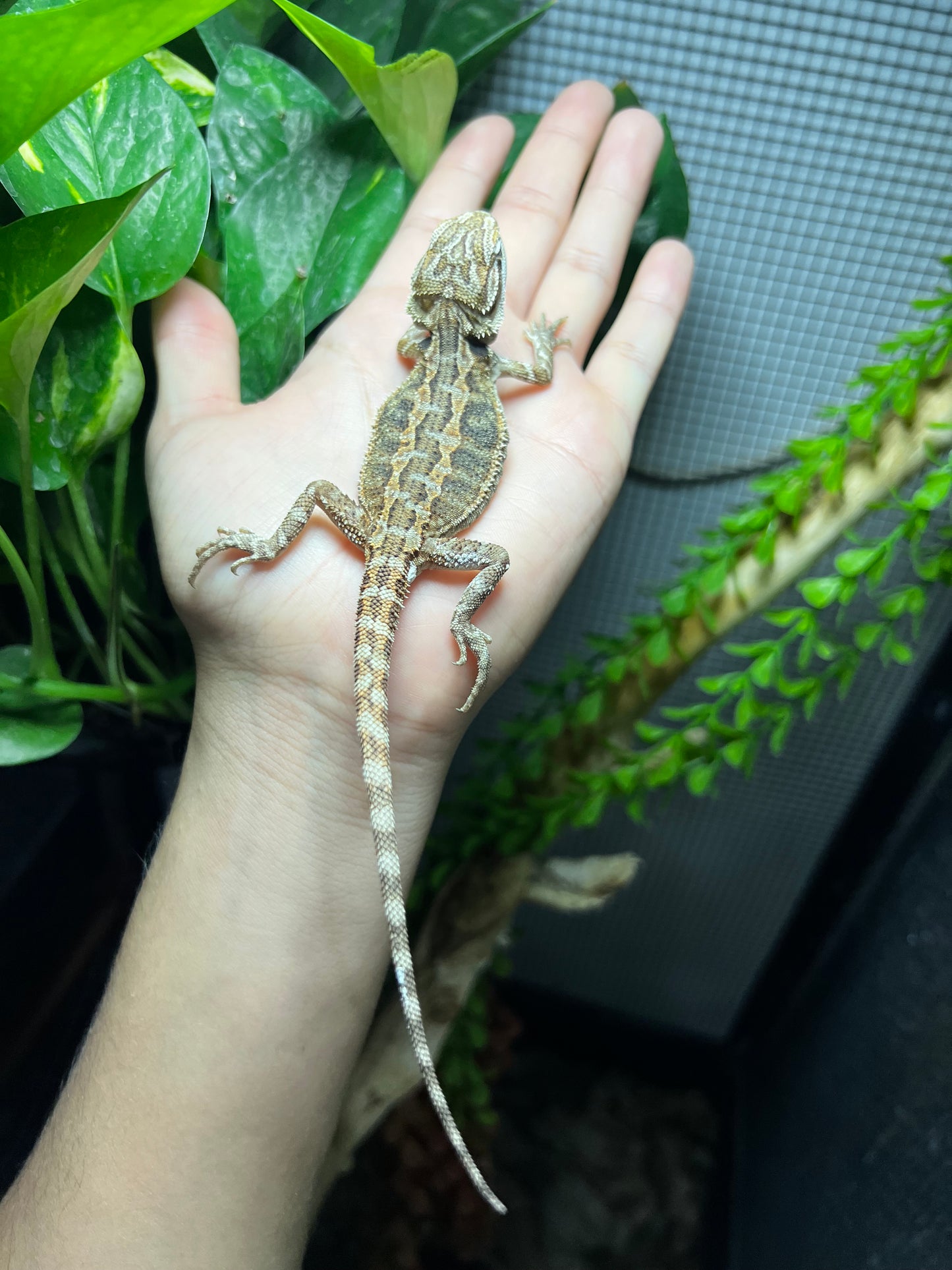 DRAGÓN BARBUDO 6