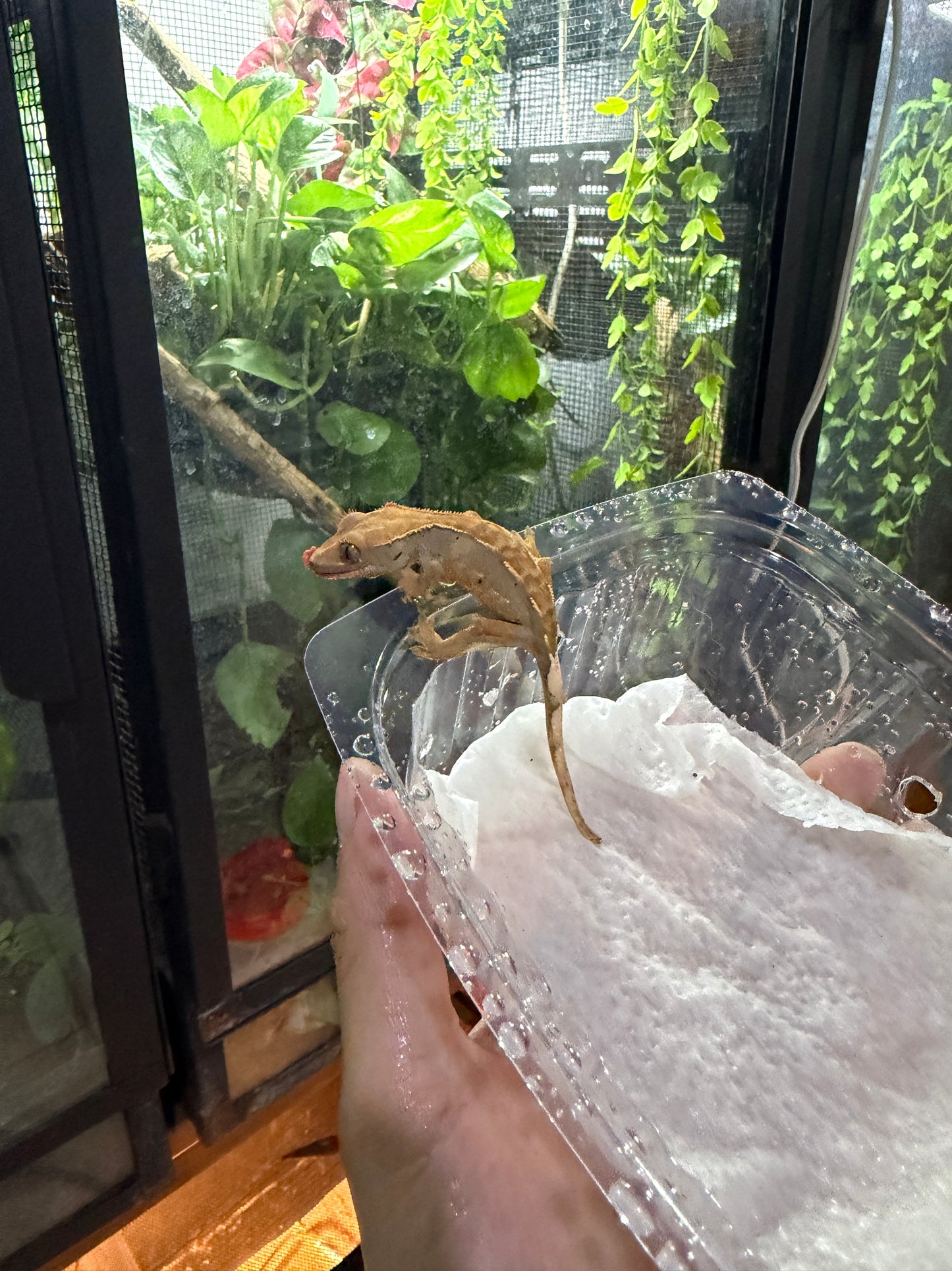 GECKO CRESTADO