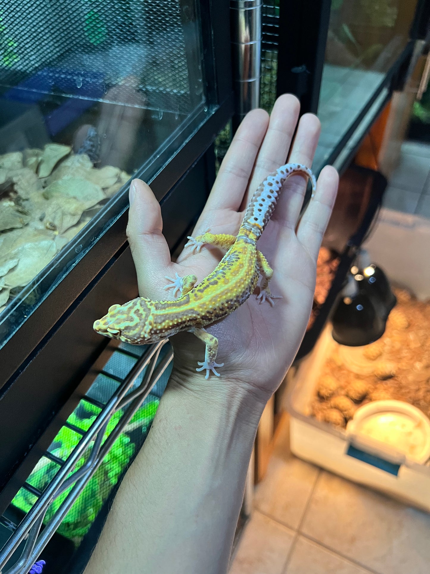 BEL ALBINO HEMBRA 36